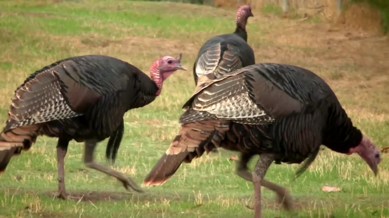 A Wilder View: Fun facts about turkeys